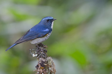 Bird, Blue bird, male Himalayan Bluetail (Tarsiger rufilatus) on