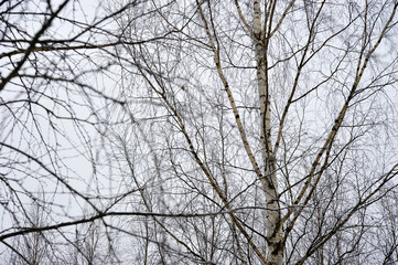 blurred background of bare branches of birch