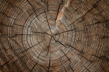Fototapeta premium timber texture background