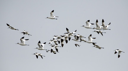 Bird, Bird of Thailand, Migration birds Pied Avocet on blue sky