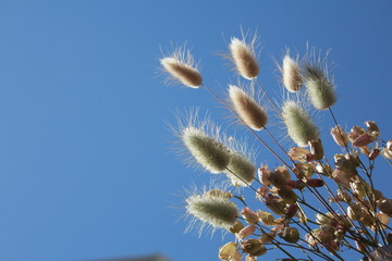 dry weed flowers