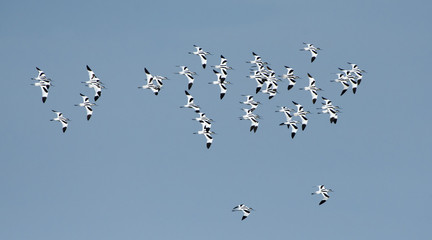 Bird, Bird of Thailand, Migration birds Pied Avocet on blue sky