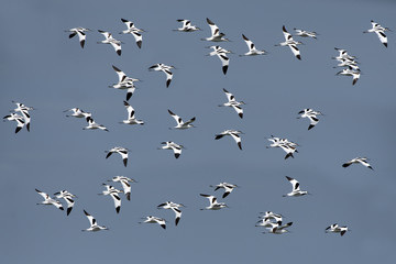 Bird, Bird of Thailand, Migration birds Pied Avocet on blue sky