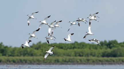 Bird, Bird of Thailand, Migration birds Pied Avocet on blue sky