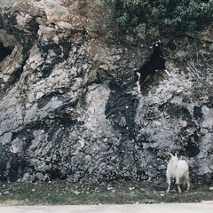 горные козы едят у дороги