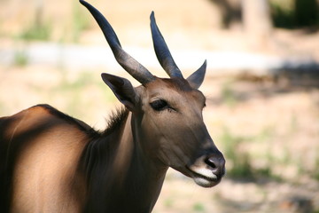 Oryx , deer , African animal