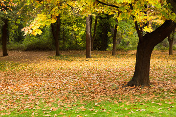 Fototapeta premium Fall colors inside Empire Mine State Park