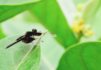 dragonfly