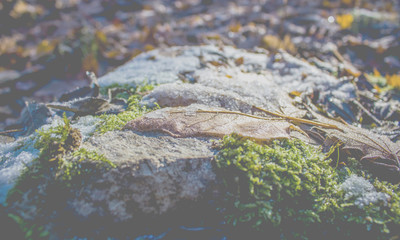 Blatt mit Moos und Eis