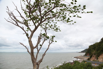 tree and sea