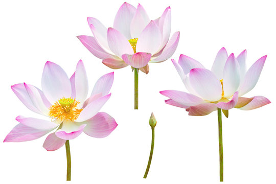 Fototapeta pink lotus blossom isolated on white background