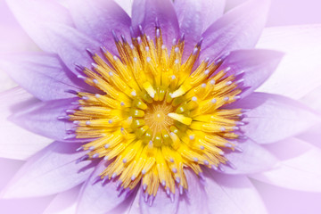 close up of lotus pollen