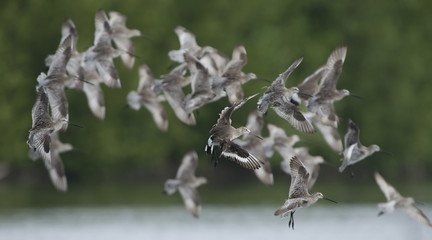 Bird, Bird of Thailand, Migration birds on blue sky in Flight