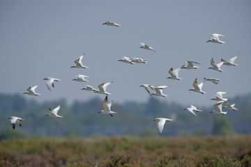 Bird, Bird of Thailand, Migration birds Gull-billed Tern on blue sky in Flight