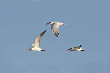 Fototapeta premium Bird, Bird of Thailand, Migration birds on blue sky in Flight