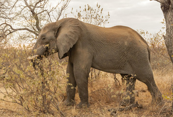 Kruger National Park - Elephant
