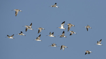 Bird, Bird of Thailand, Migration birds on blue sky in Flight