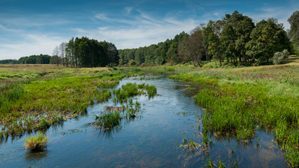 narrow river. field. wood. swamp. summer. landscape
