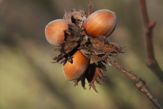 Haseln&uuml;sse