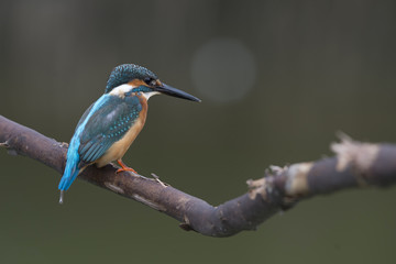 Bird, Blue bird, female Common Kingfisher (Alcedo atthis) on a b