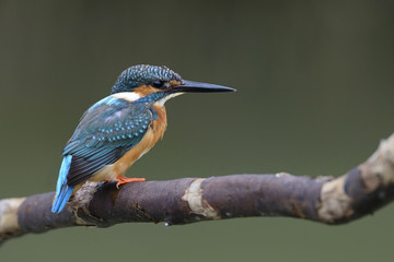 Bird, Blue bird, female Common Kingfisher (Alcedo atthis) on a b