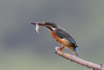 Bird, Blue bird, female Common Kingfisher (Alcedo atthis) on a b