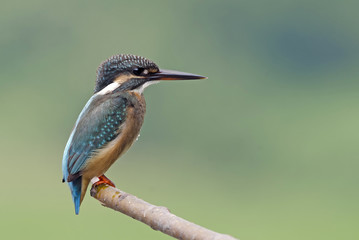 Bird, Blue bird, female Common Kingfisher (Alcedo atthis) on a b