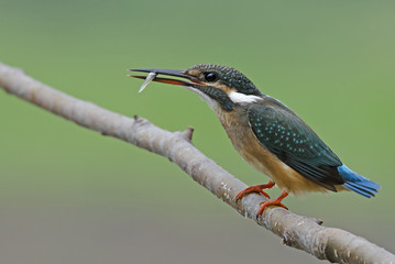 Bird, Blue bird, female Common Kingfisher (Alcedo atthis) on a b