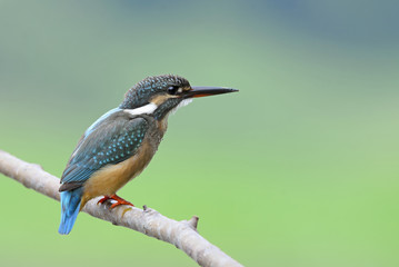 Bird, Blue bird, female Common Kingfisher (Alcedo atthis) on a b