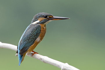 Bird, Blue bird, female Common Kingfisher (Alcedo atthis) on a b