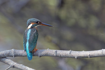 Bird, Blue bird, female Common Kingfisher (Alcedo atthis) on a b