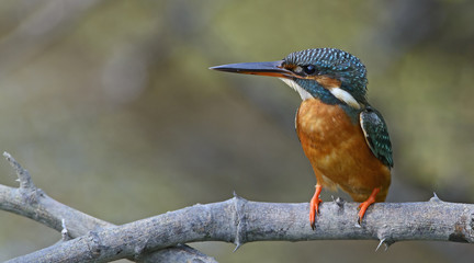 Bird, Blue bird, female Common Kingfisher (Alcedo atthis) on a b