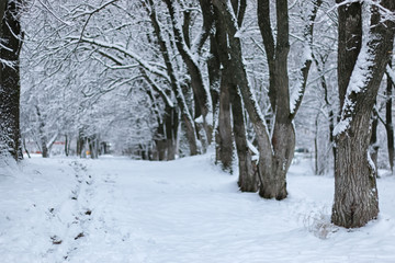 Obraz premium winter snow on tree PARK