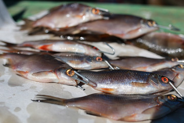 small fish on table