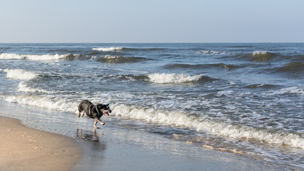 Little mongrel dog barking and chasing waves on empty Baltic beach near Gdansk, Poland.