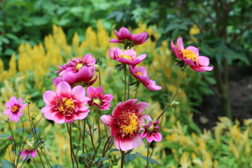 Beautiful flower in the garden