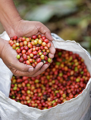 Close up red berries coffee beans on agriculturist hand.