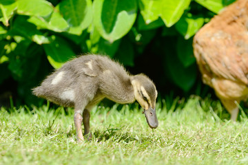 Domesticated ducks standing on meadow