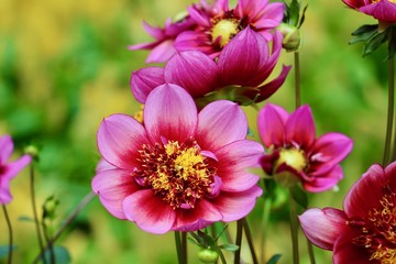 Beautiful flower in the garden