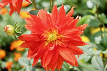 Beautiful dahlia in the garden