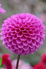 Dahlia