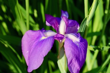 Beautiful flower in the garden