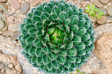 Beautiful cactus in the garden © Elena