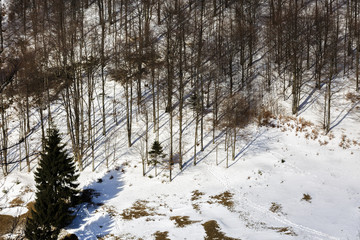 isolated trees in winter landscape in the mountains