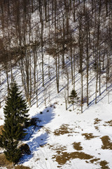isolated trees in winter landscape in the mountains