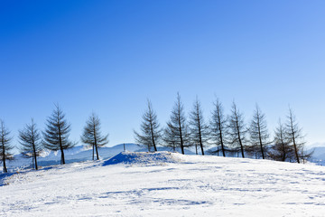 isolated trees in winter landscape in the mountains