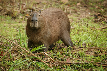 capybara in the nature habitat of northern pantanal, biggest rondent, wild america, south american wildlife, beauty of nature, giants 