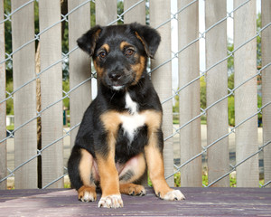 Portrait of a German Shepherd mix puppy sitting on a wood deck next to a fence with wood slats through looking slightly to viewers left.