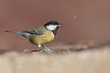 Obraz premium Schizzi nel rosso