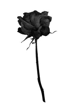 Dry rose black isolated on white background